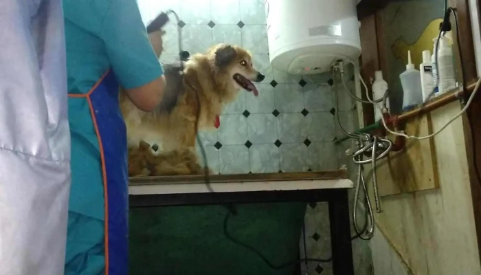 Clínica Veterinaria del Rhin - 11100 Montevideo