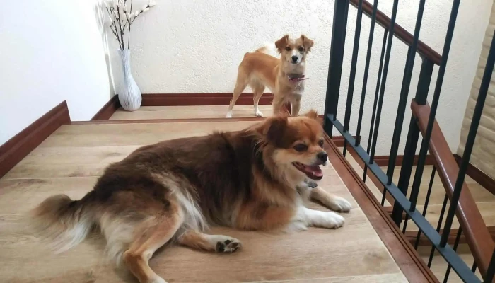 Clinica Veterinaria Don Chicho - 37000