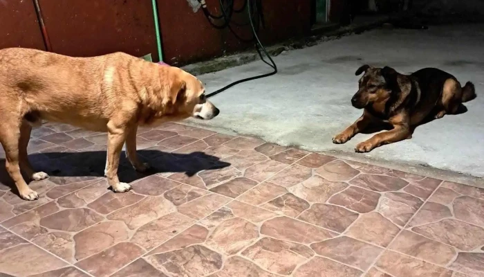 Clinica Veterinaria Dr Sebastian Vazquez - 70000 Col. Del Sacramento