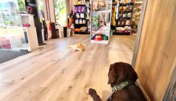 Clínica Veterinaria La Pastora - 20100 Punta Del Este