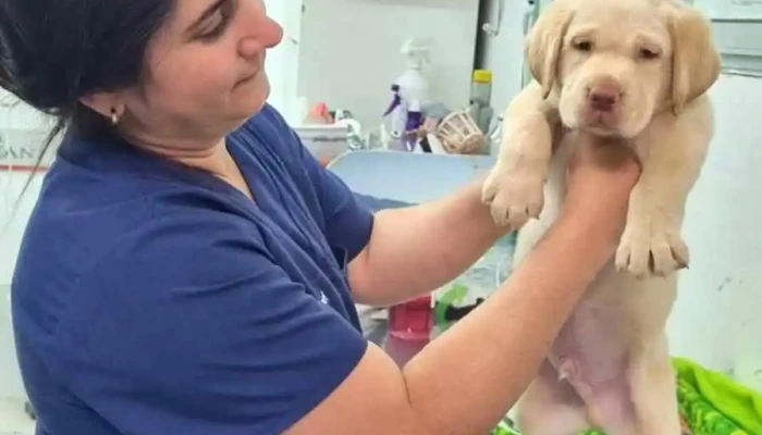 Clínica Veterinaria Lassie - 11800 Montevideo