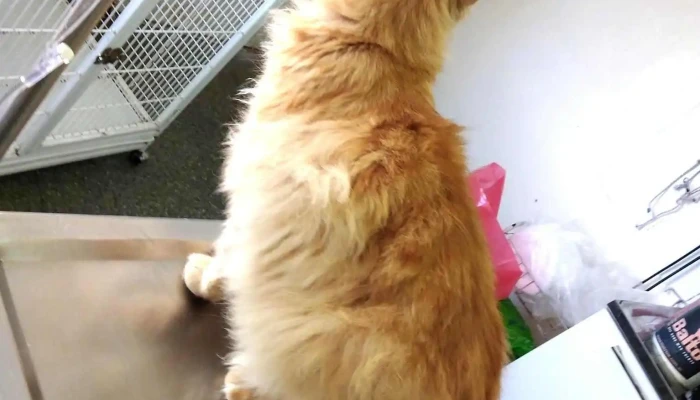 Clinica Veterinaria Los Olivos - 12000 Montevideo