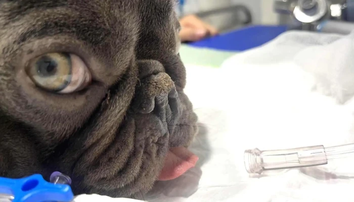 Clínica veterinaria Moravet - 20000 Maldonado