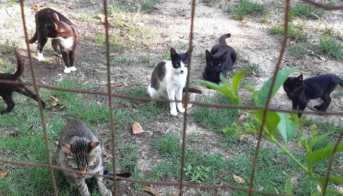 Clínica Veterinaria Pocas Pulgas - 11200 Montevideo