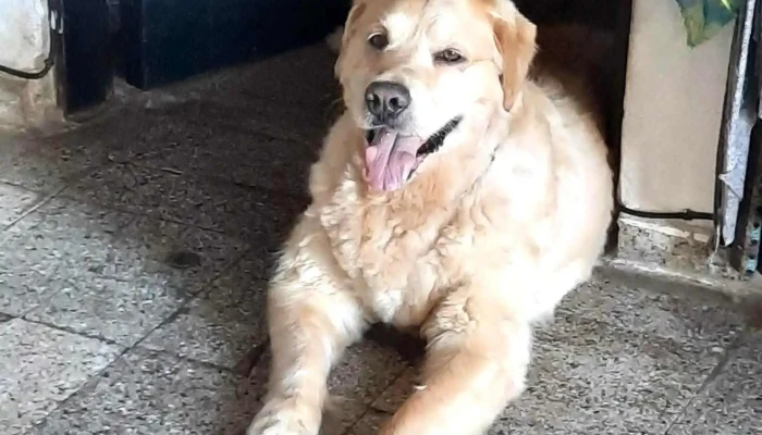 Clinica Veterinaria Pronto Perro - 15000 Ciudad De La Costa