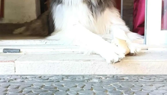 Clínica Veterinaria Quirón 2 - 11400 Montevideo