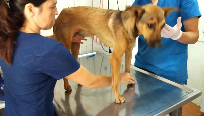 Clinica Veterinaria Silvana Fernandez - 12700 Montevideo