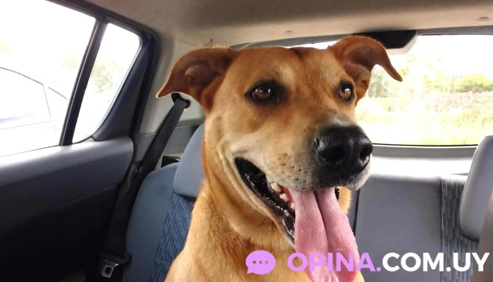 Clínica Veterinaria Zoolymar - 15000 Ciudad De La Costa