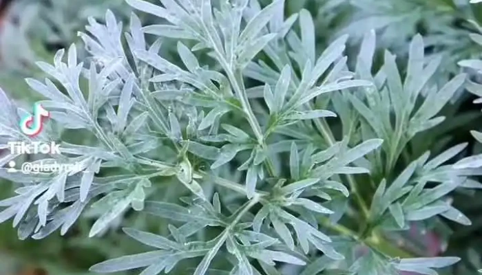 Condimentos Cabrera -  Videos - Montevideo