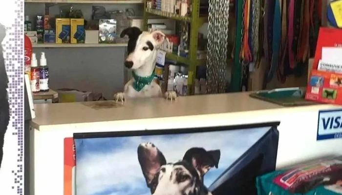 Consultorio Veterinario del Oeste - 12600 Montevideo