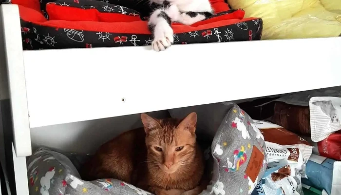 Consultorio Veterinario Dra.Ana Lima - 90700 Santa Lucía