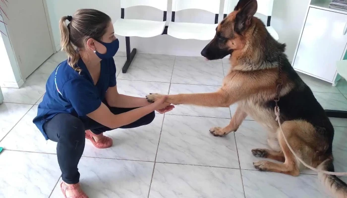 Consultório Veterinário - Dra. Valeria Rocha Galeano - - Centro