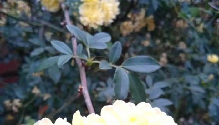 Cooperativa Tebelpa -  Precios - Montevideo