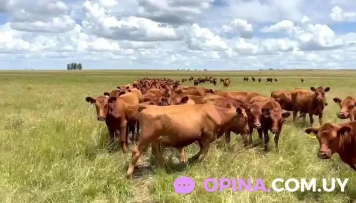 Corralon Municipal - 33000 Treinta Y Tres