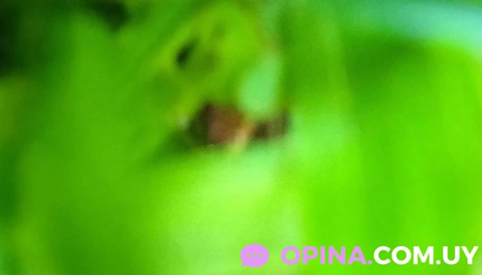 Cotillon Cotiparty -  Videos - Estación Atlántida