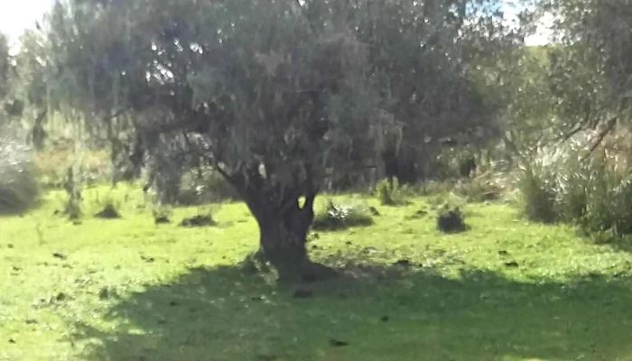 Covadonga -  Videos - Progreso