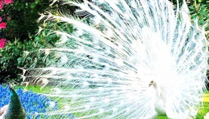 Covine 5 Telefono - Montevideo