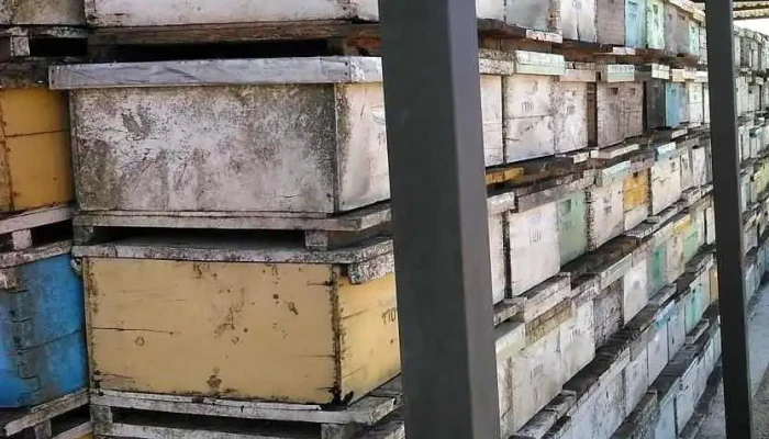 Crottogini Apicultura - 75202 José Enrique Rodó