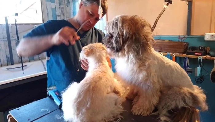 Cuestión de pelos. Peluquería canina. Hostal canino. - 12400 Montevideo