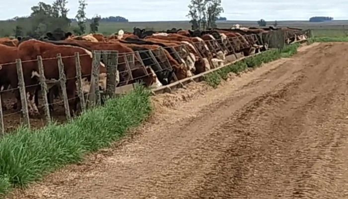 Daniel Mattos Negocios Inmobiliarios -  Del Propietario - Melo