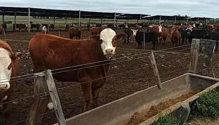 Daniel Mattos Negocios inmobiliarios - Melo