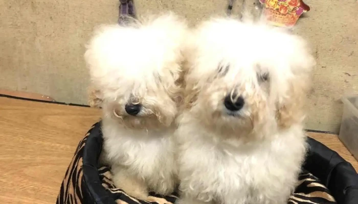 De Pura Raza - 15600 Pando