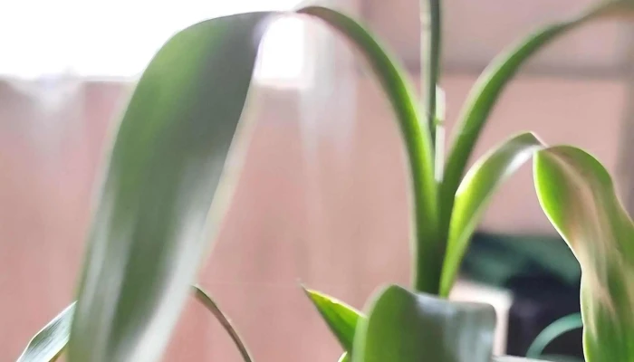 De Raiz Floricultura -  Como Llegar - Las Piedras