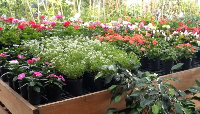 De Raiz Floricultura -  Descuentos - Las Piedras