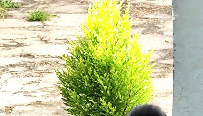 De Raiz Floricultura -  Numero - Las Piedras