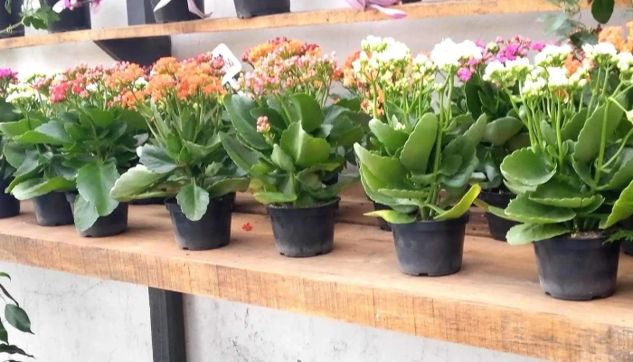 De Raiz Floricultura -  Precios - Las Piedras