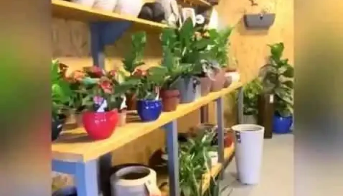 De Raiz Floricultura -  Videos - Las Piedras