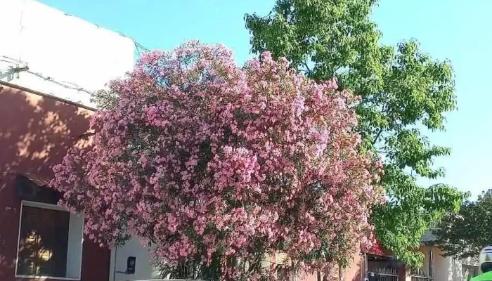 Distribuidora Campofrio - 55000 Artigas