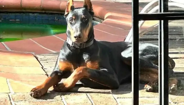 Dobermans del Plata - Diag. 18 1604