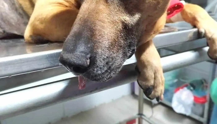 Dra.Viviana Camacho. Ecografía y Citología Veterinaria - 85000 Trinidad