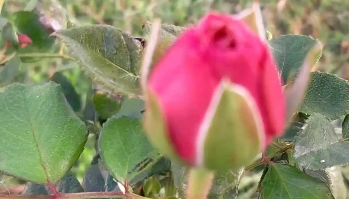 Ecobiohuerta -  Del Propietario - Vergara