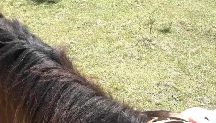 El Remanso -  Videos - Durazno