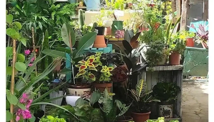 El Viverito -  Del Propietario - Montevideo