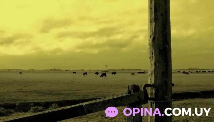 Escritorio Maldonado -  Horario - Tala