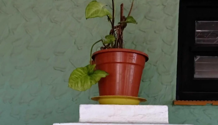 Escuela 149 Ansina - Las Piedras