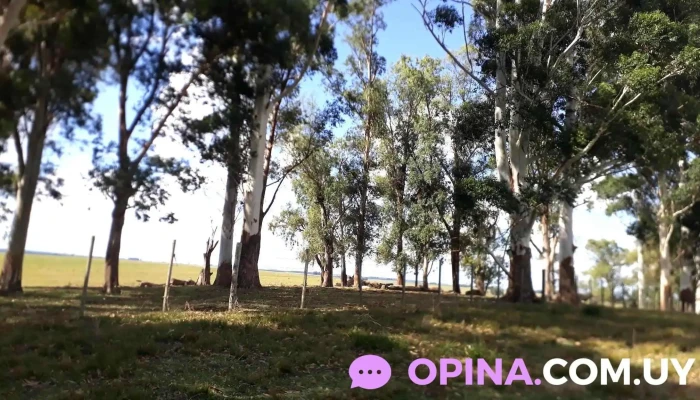 Escuela 32 -  Comentarios - Blanquillo