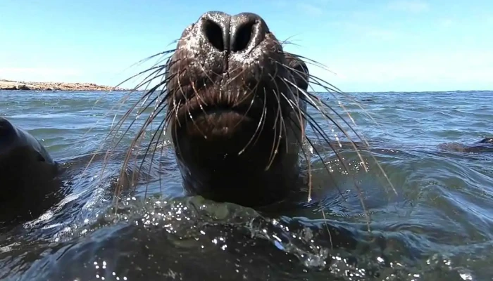 Escuela Buceo Aventura Uruguay -  Oceano - Montevideo