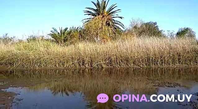 Escuela De Nautica Y Canotaje Santiago Vazquez Videos - Santiago Vázquez