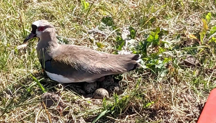 Escuela Militar De Aeronautica Uruguay -  Precios - Pando