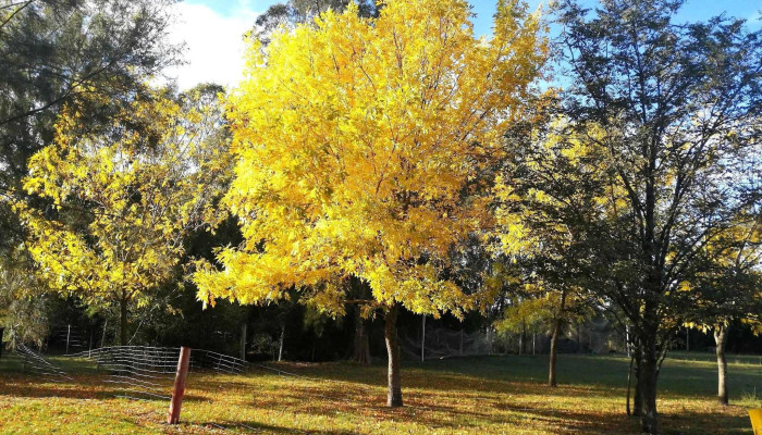 Escuela N 150 -  Catalogo - Tala