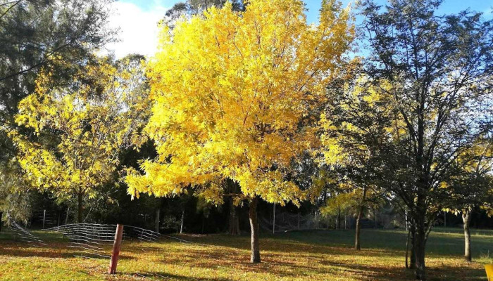 Escuela N 150 - Tala