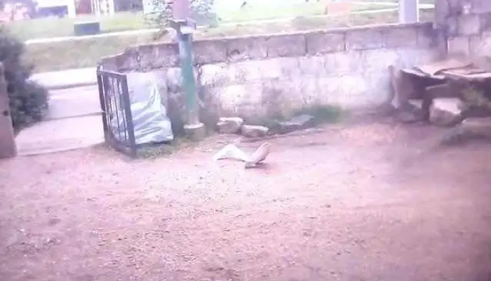 Escuela N 197 Holanda -  Videos - Las Piedras