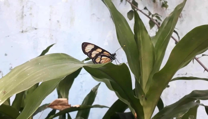 Escuela Ndeg 108   Margarita Isnardi Rivera - Rivera