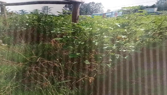 Escuela No 117 Carmelo Carmelo - Carmelo