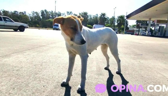 Estación Ancap Los Altos - Departamento De Río Negro