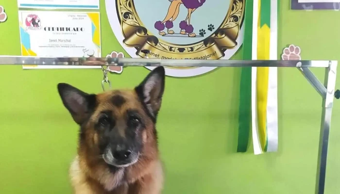 Esteti cani, peluquería y estética canina - 30100 Solís De Mataojo